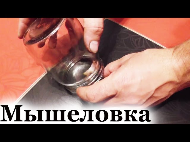 Ловушка для мышей своими руками: мышеловка из пластиковой бутылки 67 Ловушка для мышей своими руками: мышеловка из пластиковой бутылки 59