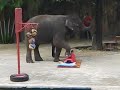 elephant attack..