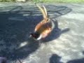 The tame pheasant The tame pheasant