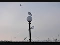 Michigan City, Indiana, Christmas Lakefront with Seagulls