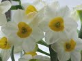 MBA Latin - Narcissus & Echo, Part I