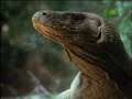 Fooled by Nature - Komodo Dragon Teeth
