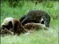 Fooled by Nature - Komodo Dragon Teeth