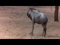 Animal drinks - Thumb #3