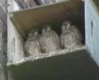 Kestrels