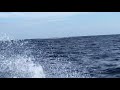 2019年 8月13日 遊漁船STEEL 津軽海峡 松前小島付近 クロマグロ スーパーナブラ