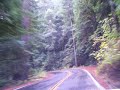 Surprise Valley Widespread Panic driving through the Redwood