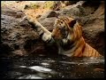 Orange Tiger