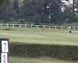 Akhal Teke Race in Pardubice, Czech Republic