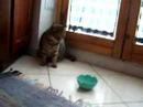 Sognando il pallone d\