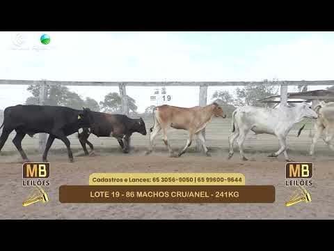555� LEIL�O VIRTUAL MB LEIL�ES