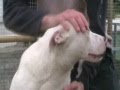 video uploaded by OneLittleLady