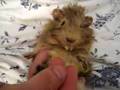 Aloysius the Baby Guinea Pig