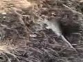 hayvanlar alemi   kedi fare kavgası 