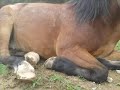 Click here to watch this video Dragon a koně
