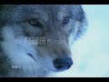 The Wolves I Stand Alone