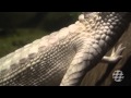 National Aquarium, Washington, DC, Welcomes a ...