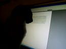 Blue Point Siamese Playing at Computer Screen