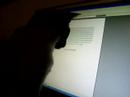 Blue Point Siamese Playing at Computer Screen