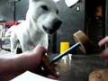 Kishu