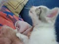\"tongende\" sphynx kittens \"tongende\" sphynx kittens