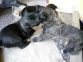 cachorritos!!!