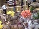 Cabela Video 7