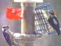 Suet for Two (Downy Woodpeckers)