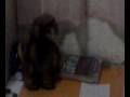 videos de singing mallows