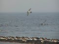 Vogels bij Waddenzee Oosterbierum Vogels bij Waddenzee Oosterbierum
