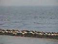 Vogels bij Waddenzee Oosterbierum