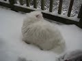 Persian Snow Persian Snow