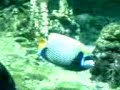 Acquario di Genova