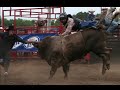Bull Riding At Anoka, MN \
