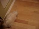 Mochi vs. Biscuit