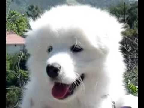 Misha the Samoyed