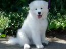Misha the Samoyed