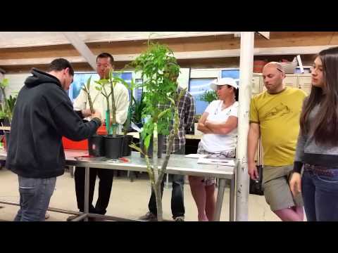 how to fertilize plumeria