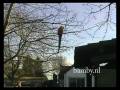 tame macaw