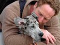 GREAT DANE  PUPPY Molly Growing Up - Phil Collins