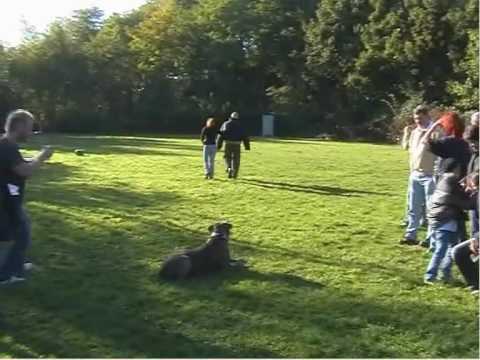 dogo canario