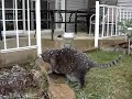 Ranger has got to get off the Grass !