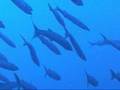 videos de i barracuda a ustica alla secca della colombara