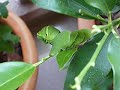 ???????????(Green Caterpillar) ???????????(Green Caterpillar)