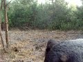 Black Bear Attacks Game Camera North Carolina