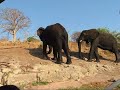 Elephants Chobe National Park Botswana