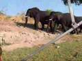 Elephants Chobe National Park Botswana