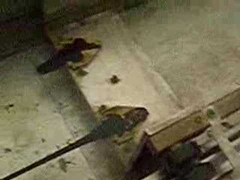 DUCTiLiTY TEST OF MODiFiED BiTUMEN