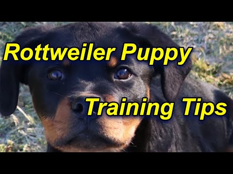 How to train a Rottweiler Puppy