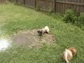 When Pekingese Attack